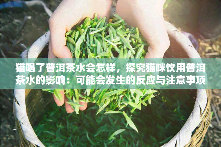 猫喝了普洱茶水会怎样，探究猫咪饮用普洱茶水的影响：可能会发生的反应与注意事项