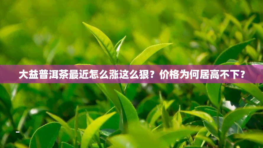 大益普洱茶最近怎么涨这么狠？价格为何居高不下？