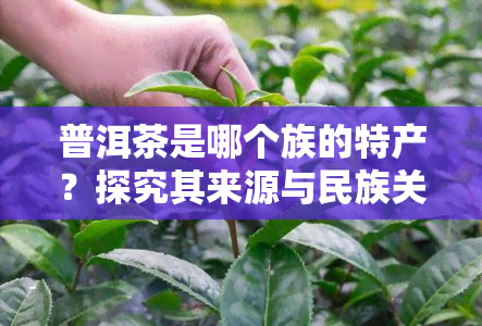 普洱茶是哪个族的特产？探究其来源与民族关系