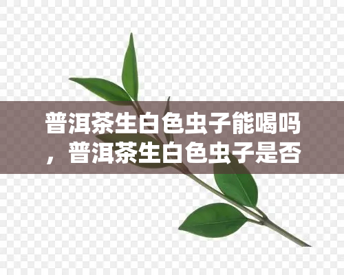 普洱茶生白色虫子能喝吗，普洱茶生白色虫子是否还能饮用？