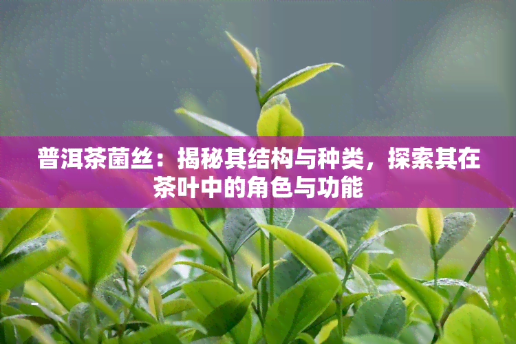 普洱茶菌丝：揭秘其结构与种类，探索其在茶叶中的角色与功能