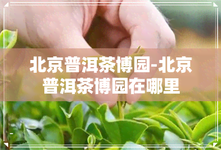 北京普洱茶博园-北京普洱茶博园在哪里