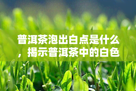 普洱茶泡出白点是什么，揭示普洱茶中的白色小点：原因和影响