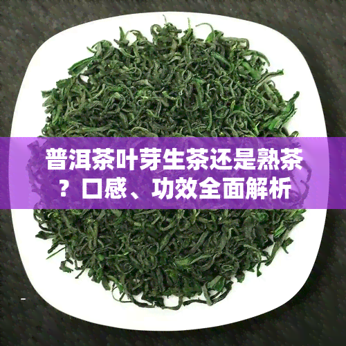 普洱茶叶芽生茶还是熟茶？口感、功效全面解析