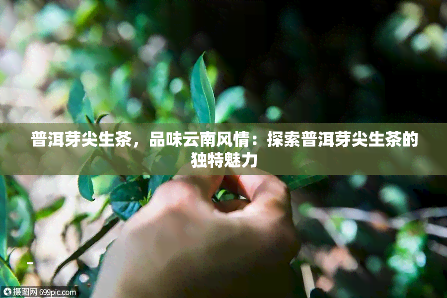 普洱芽尖生茶，品味云南风情：探索普洱芽尖生茶的独特魅力