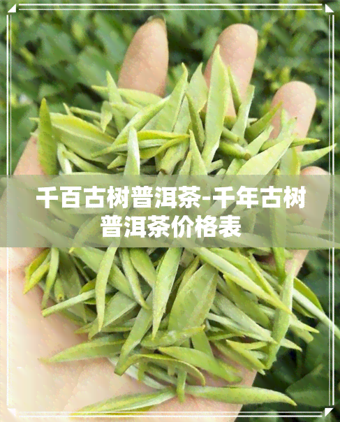 千百古树普洱茶-千年古树普洱茶价格表