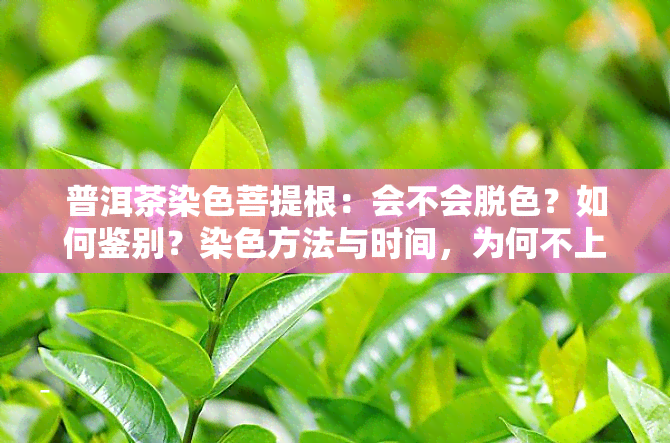 普洱茶染色菩提根：会不会脱色？如何鉴别？染色方法与时间，为何不上色？全解析