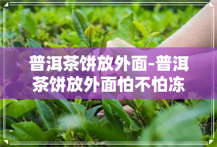 普洱茶饼放外面-普洱茶饼放外面怕不怕冻坏