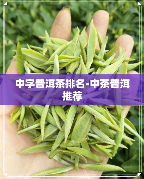 中字普洱茶排名-中茶普洱推荐