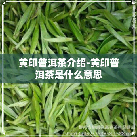 黄印普洱茶介绍-黄印普洱茶是什么意思