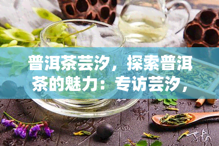 普洱茶芸汐，探索普洱茶的魅力：专访芸汐，了解她对普洱茶的热爱与研究