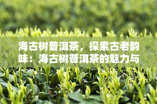 海古树普洱茶，探索古老韵味：海古树普洱茶的魅力与故事