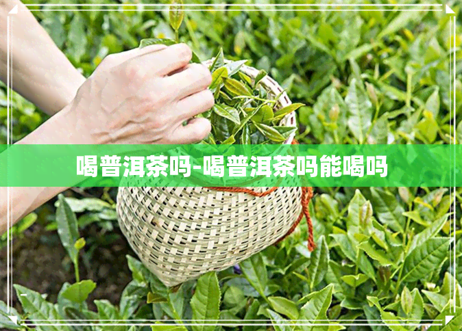 喝普洱茶吗-喝普洱茶吗能喝吗