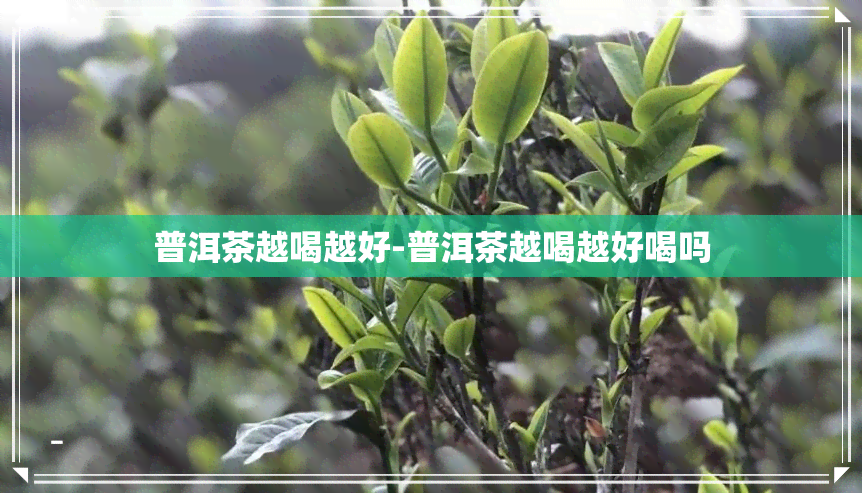 普洱茶越喝越好-普洱茶越喝越好喝吗