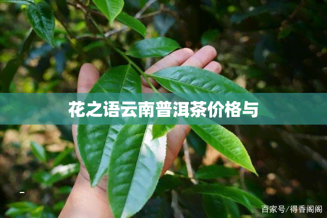 花之语云南普洱茶价格与