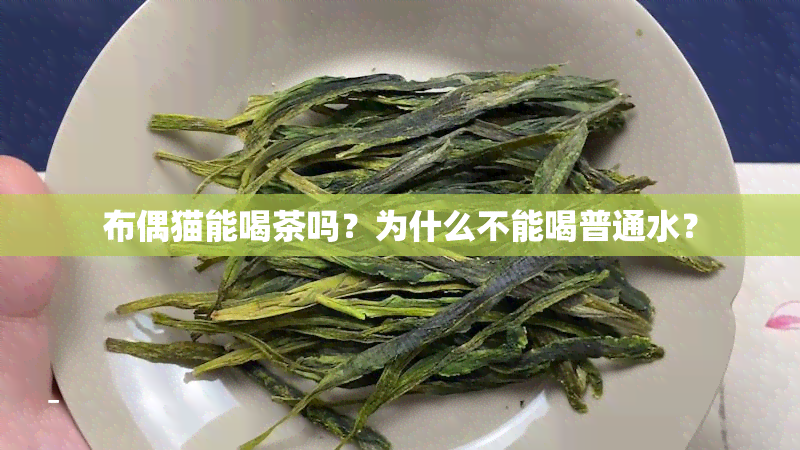 布偶猫能喝茶吗？为什么不能喝普通水？