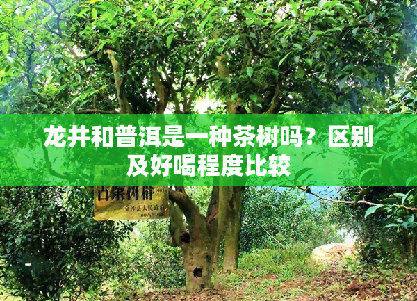 龙井和普洱是一种茶树吗？区别及好喝程度比较