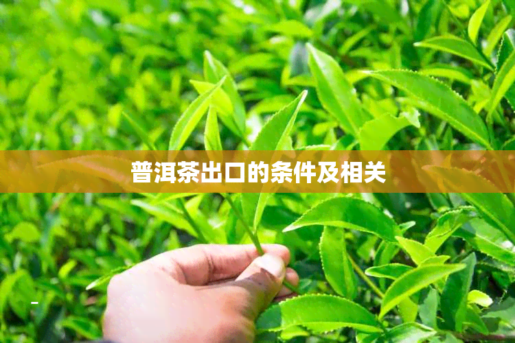 普洱茶出口的条件及相关