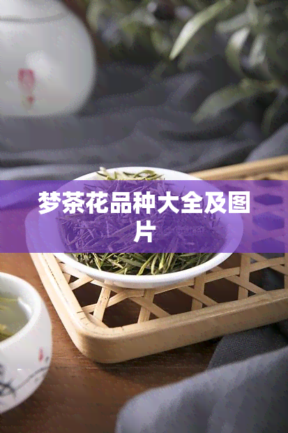 梦茶花品种大全及图片