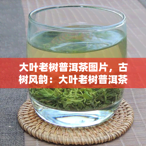 大叶老树普洱茶图片，古树风韵：大叶老树普洱茶图