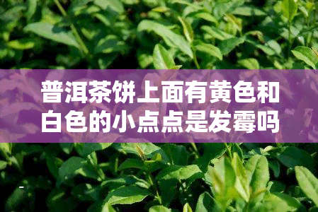 普洱茶饼上面有黄色和白色的小点点是发霉吗？