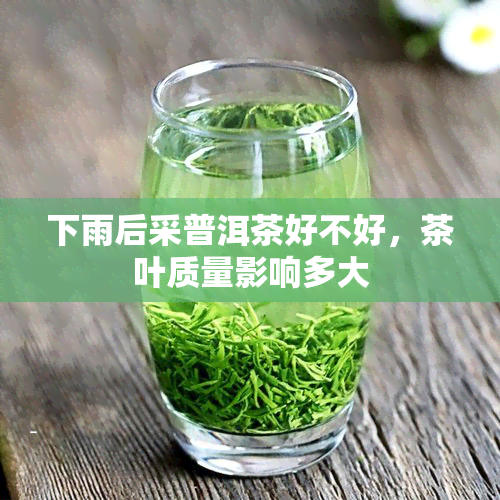 下雨后采普洱茶好不好，茶叶质量影响多大