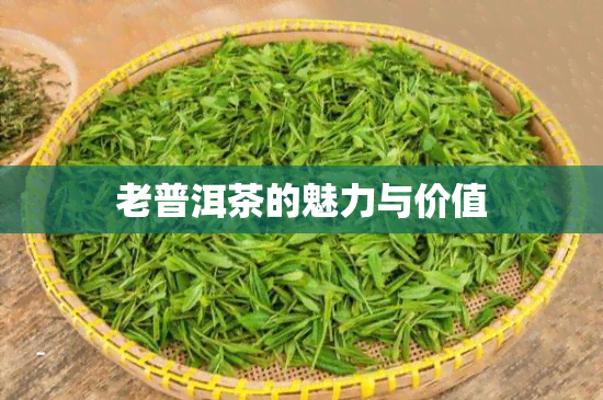 老普洱茶的魅力与价值