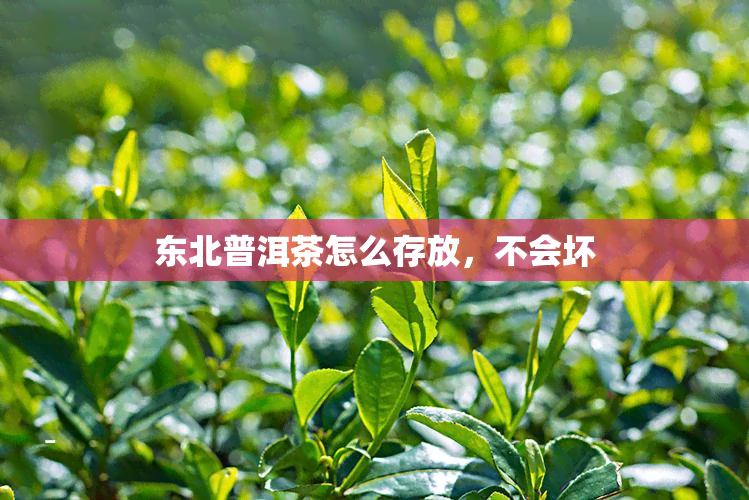 东北普洱茶怎么存放，不会坏