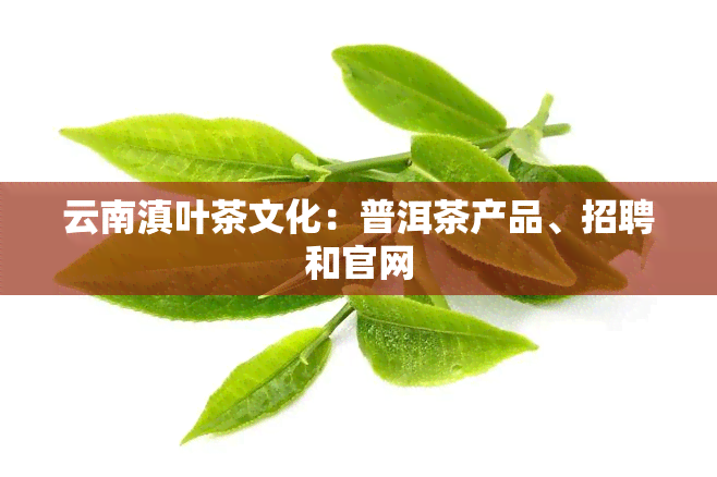 云南滇叶茶文化：普洱茶产品、招聘和官网