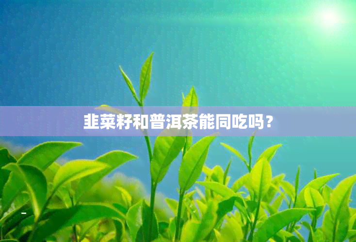 韭菜籽和普洱茶能同吃吗？