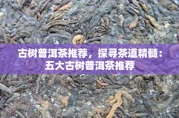 古树普洱茶推荐，探寻茶道精髓：五大古树普洱茶推荐