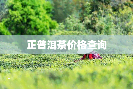 正普洱茶价格查询