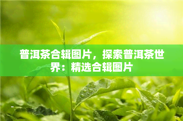 普洱茶合辑图片，探索普洱茶世界：精选合辑图片