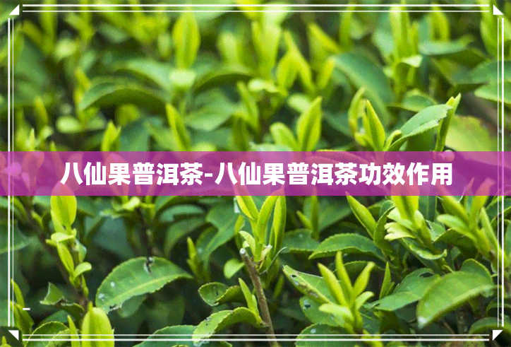 八仙果普洱茶-八仙果普洱茶功效作用