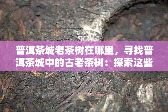 普洱茶城老茶树在哪里，寻找普洱茶城中的古老茶树：探索这些珍贵遗产的所在