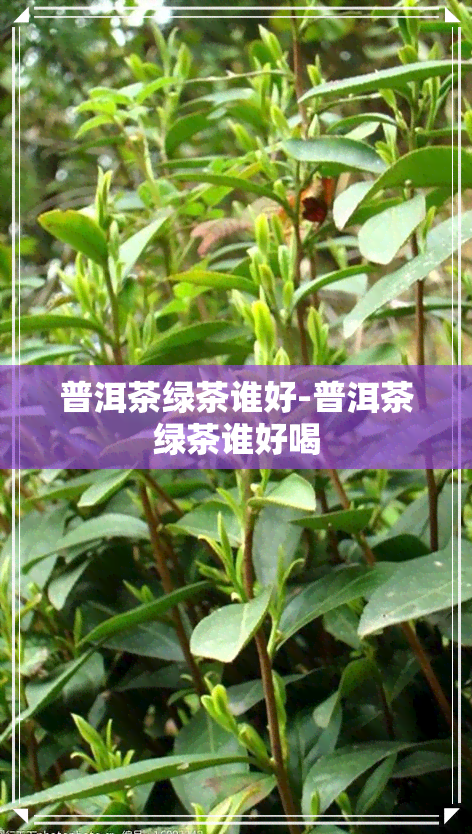 普洱茶绿茶谁好-普洱茶绿茶谁好喝