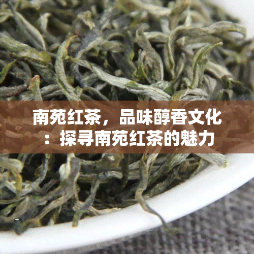 南苑红茶，品味醇香文化：探寻南苑红茶的魅力