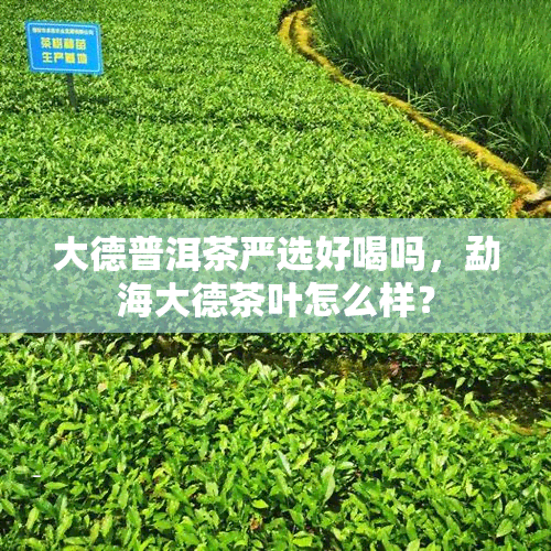 大德普洱茶严选好喝吗，勐海大德茶叶怎么样？