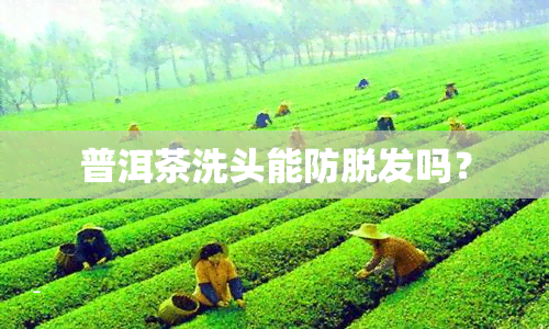 普洱茶洗头能防脱发吗？