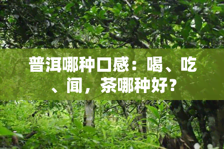 普洱哪种口感：喝、吃、闻，茶哪种好？