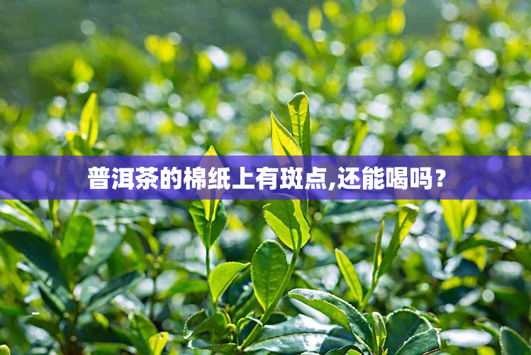 普洱茶的棉纸上有斑点,还能喝吗？