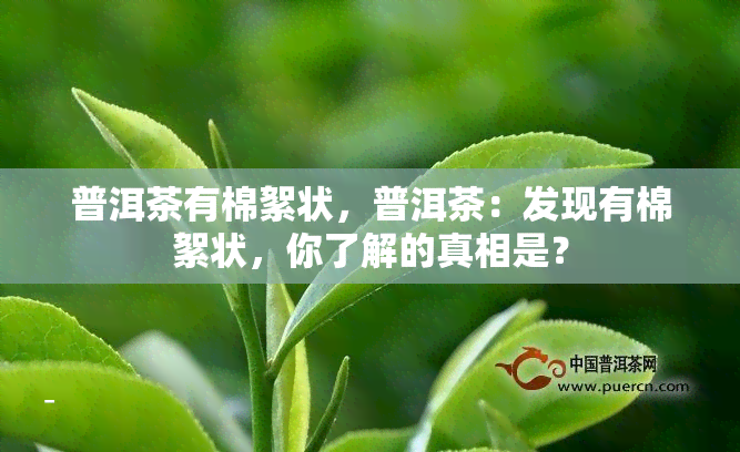 普洱茶有棉絮状，普洱茶：发现有棉絮状，你了解的真相是？