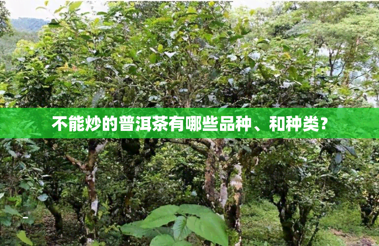 不能炒的普洱茶有哪些品种、和种类？