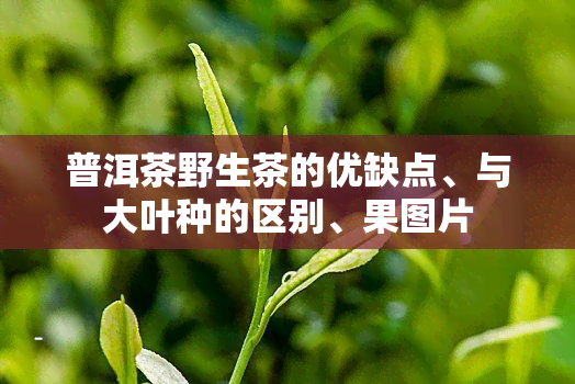 普洱茶野生茶的优缺点、与大叶种的区别、果图片