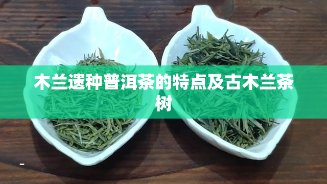 木兰遗种普洱茶的特点及古木兰茶树