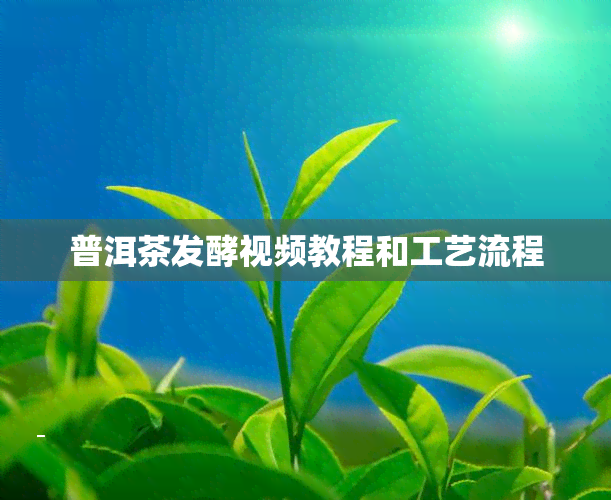 普洱茶发酵视频教程和工艺流程