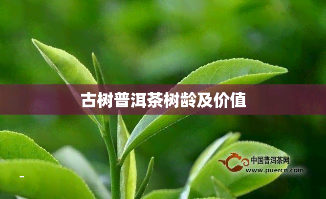 古树普洱茶树龄及价值