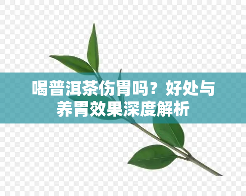 喝普洱茶伤胃吗？好处与养胃效果深度解析