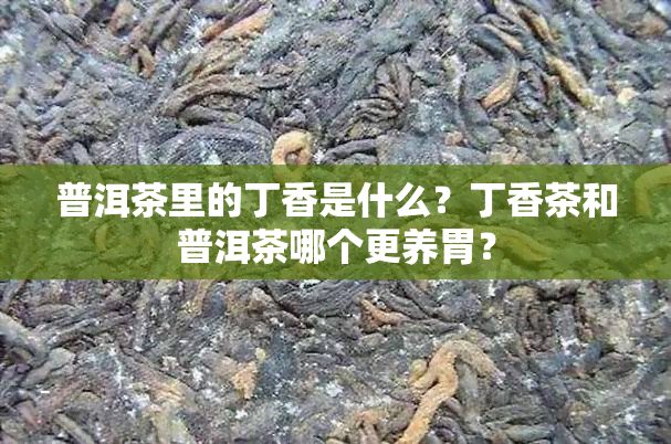 普洱茶里的丁香是什么？丁香茶和普洱茶哪个更养胃？