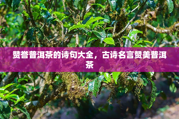 赞誉普洱茶的诗句大全，古诗名言赞美普洱茶